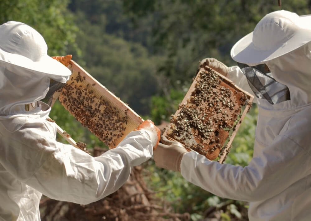 Beeherbs Nasze Zobowiazania2